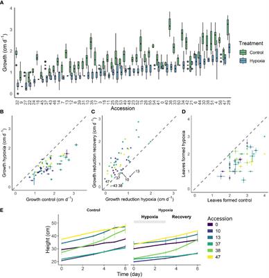 From a different angle: genetic diversity underlies differentiation of waterlogging-induced epinasty in tomato